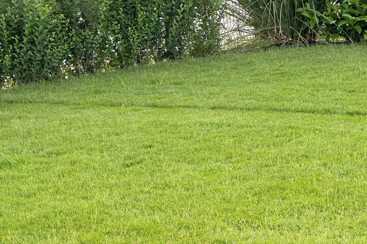 Ayvalık Hazır Çim Peyzaj